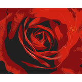 Malen nach Zahlen für Erwachsene Rose