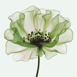 Malen nach Zahlen grune Blume