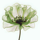 Malen nach Zahlen grune Blume