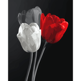 Malen nach Zahlen Rote und weiße Tulpe Schwarzweiss
