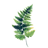 Malen nach Zahlen Pflanze Farn