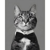Malen nach Zahlen Katze schwarz weiss