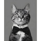 Malen nach Zahlen Katze schwarz weiss