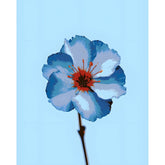 Malen nach Zahlen Blume blau