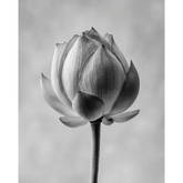 Malen nach Zahlen Blume schwarz weiss