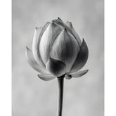 Malen nach Zahlen Blume schwarz weiss