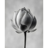 Malen nach Zahlen Blume schwarz weiss