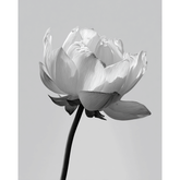 Malen nach Zahlen Blume schwarz weiss