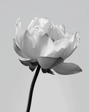 Malen nach Zahlen Blume schwarz weiss