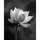 Malen nach Zahlen Blume schwarz weiss
