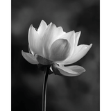 Malen nach Zahlen Blume schwarz weiss