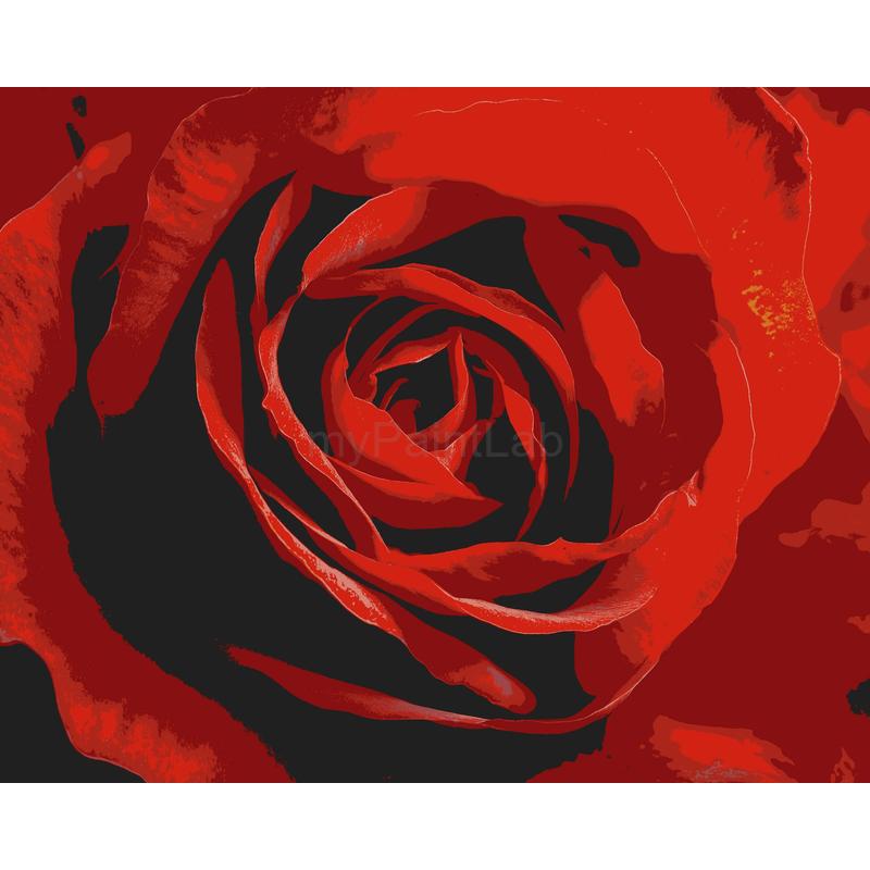 Malen nach Zahlen für Erwachsene Rose