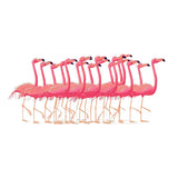 Malen nach Zahlen Flamingo Ballet