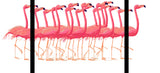 Malen nach Zahlen Flamingo Ballett - 3-teilig (Triptychon)