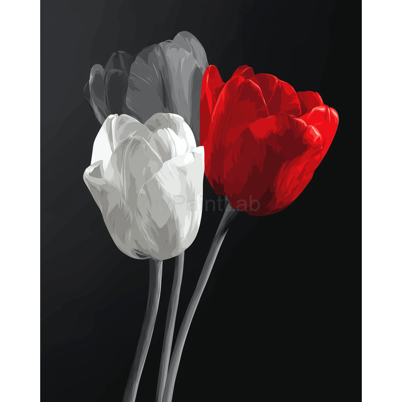 Malen nach Zahlen Rote und weiße Tulpe Schwarzweiss