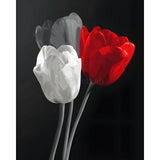 Malen nach Zahlen Rote und weiße Tulpe Schwarzweiss