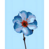 Malen nach Zahlen Blume blau