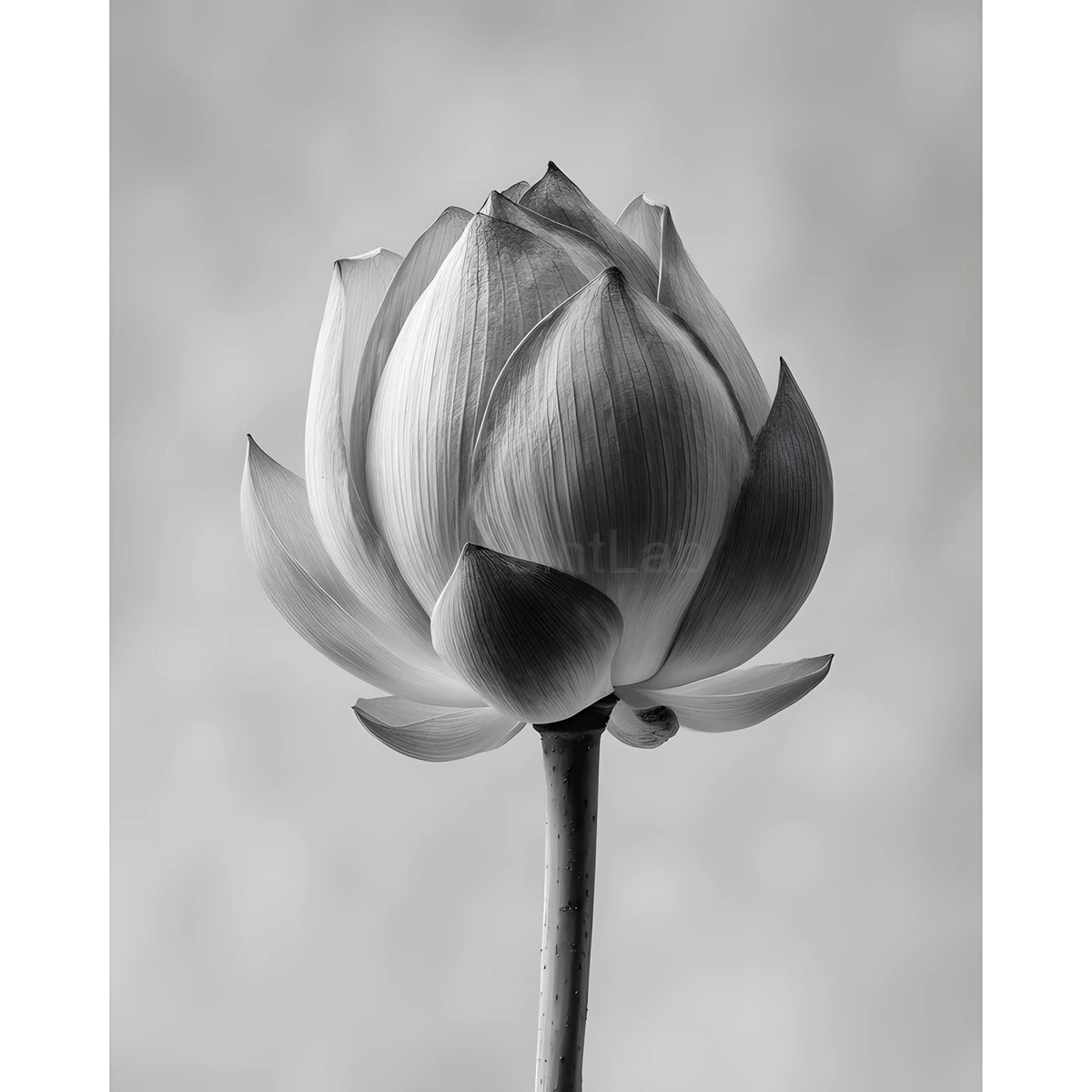 Malen nach Zahlen Blume schwarz weiss