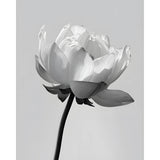 Malen nach Zahlen Blume schwarz weiss