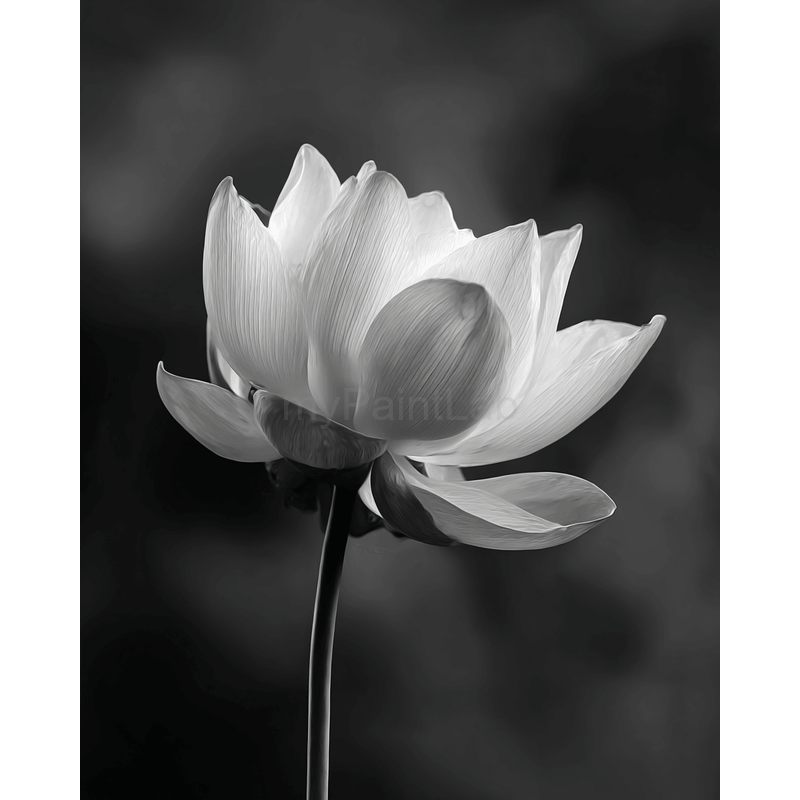 Malen nach Zahlen Blume schwarz weiss