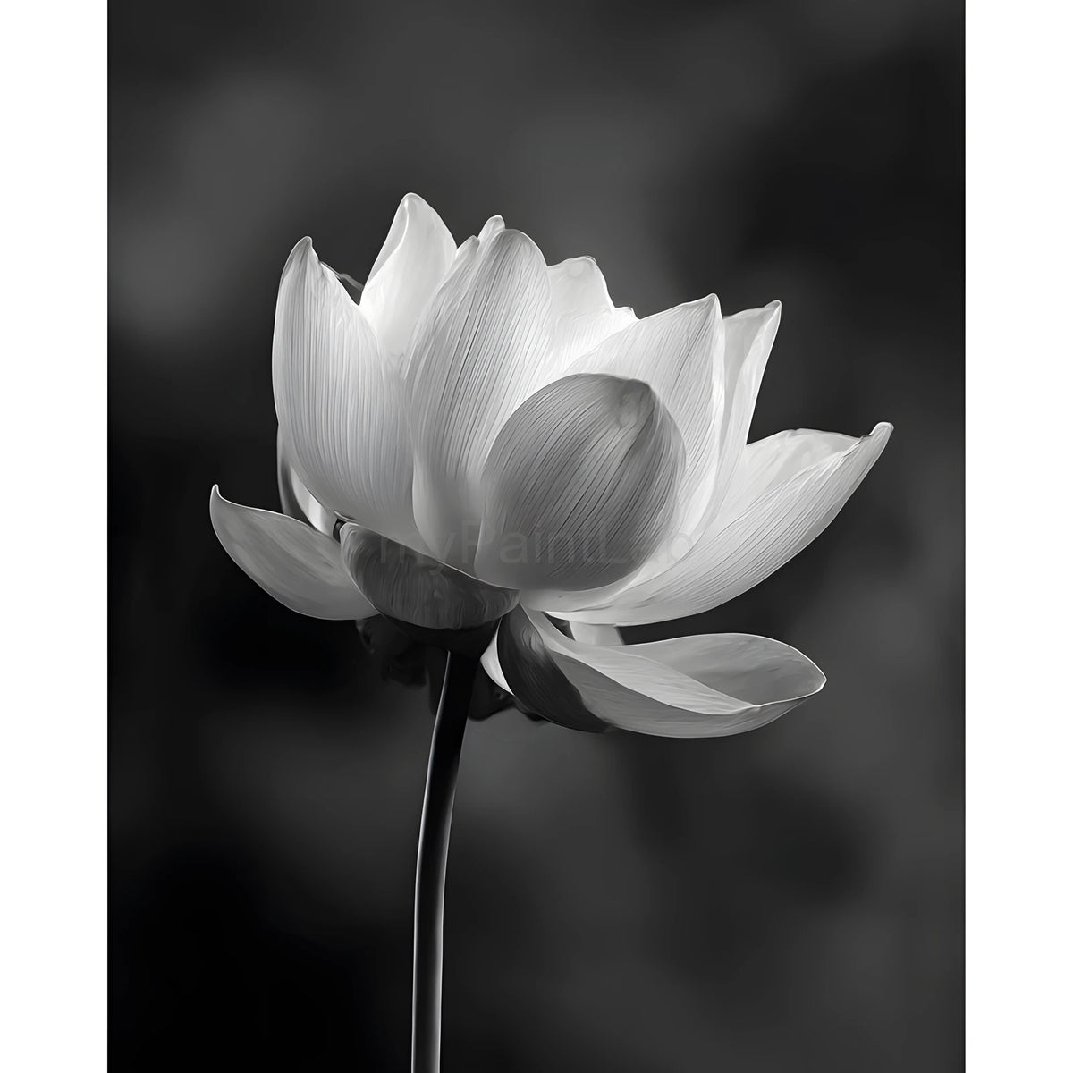 Malen nach Zahlen Blume schwarz weiss