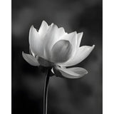 Malen nach Zahlen Blume schwarz weiss