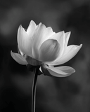 Malen nach Zahlen Blume schwarz weiss