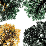 Malen nach Zahlen Laubwald